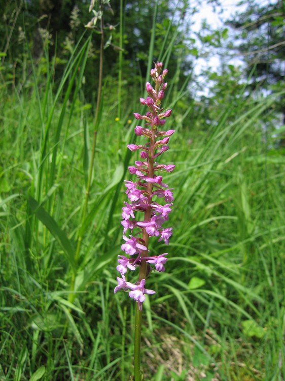 Gymnadenia conopsea